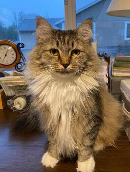 Susan -  Domestic Long Hair Cat for Adoption in Rochester, Washington - Susan | PetCurious
