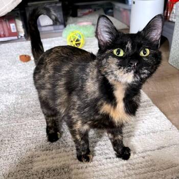 Domestic Short Hair Cats Available for Adoption - Junia C10556 | PetCurious