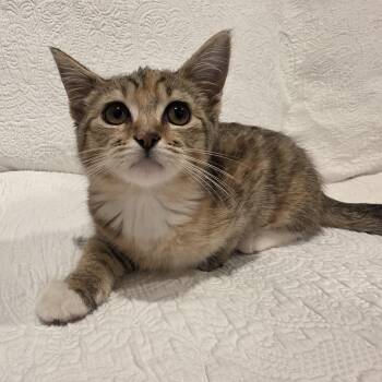 Cali -  Domestic Short Hair Cat for Adoption in Lauderdale, Minnesota - Cali | PetCurious