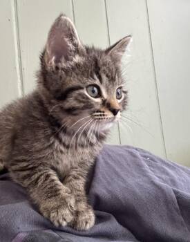 Domestic Short Hair Cats Available for Adoption in Johnson City, Tennessee - Summer | PetCurious