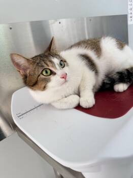 Domestic Short Hair Cats Available for Adoption - Biscotti | PetCurious