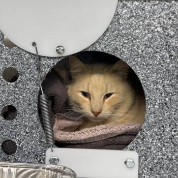 Domestic Short Hair Cats Available for Adoption - Braum | PetCurious