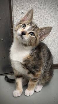 Cherry- available for foster-to-adopt -  Domestic Short Hair Cat for Adoption in Hayward, Wisconsin - Cherry- Available For Foster-to-adopt | PetCurious