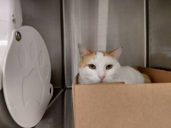 Domestic Short Hair Cats Available for Adoption - Pumpkin Pie | PetCurious