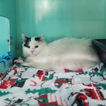 Cumulonimbus -  Domestic Medium Hair Cat for Adoption in Pullman, Washington - Cumulonimbus | PetCurious