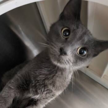 Rescue Domestic Short Hair Cats for Adoption in Des Moines, Iowa - Zahra | PetCurious