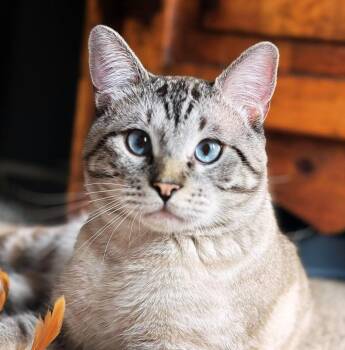Rescue Siamese and Tabby Cats for Adoption in Pasadena, Texas - Khan | PetCurious