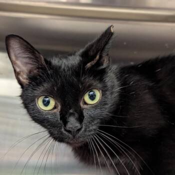 Space Junk -  Domestic Short Hair Cat Available for Adoption in Pittsburgh, Pennsylvania - Space Junk | PetCurious