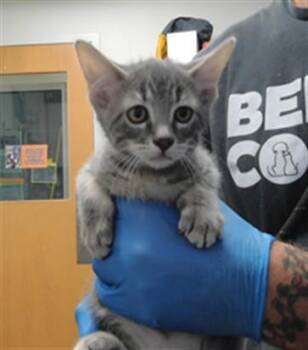 LARRY -  Domestic Medium Hair Cat for Adoption in Albuquerque, New Mexico - LARRY | PetCurious