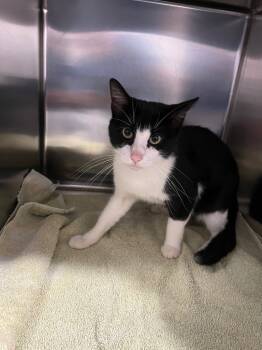 Rescue Domestic Short Hair Cats for Adoption in Labelle, Florida - Tom | PetCurious