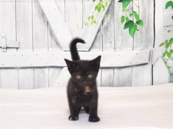 HEIDI -  Domestic Short Hair Cat for Adoption in Oroville, California - HEIDI | PetCurious