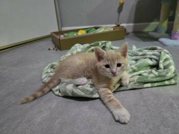 Tabby and Domestic Short Hair Cats Available for Adoption - Kelpie | PetCurious