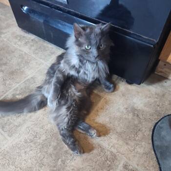 Domestic Short Hair Cats Available for Adoption - Matty Preston | PetCurious