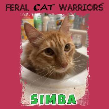 Simba -  Domestic Short Hair Cat for Adoption in Kingman, Arizona - Simba | PetCurious