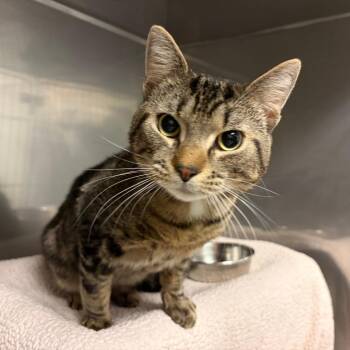 Zane -  Domestic Short Hair Cat for Adoption in Morristown, Vermont - Zane | PetCurious