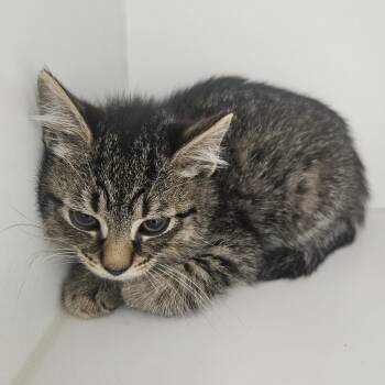 Tobey -  Domestic Short Hair Cat for Adoption in Fall River, Massachusetts - Tobey | PetCurious