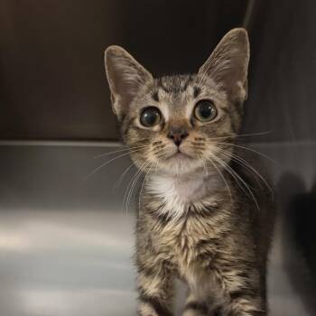 Pochacco -  Domestic Short Hair Cat for Adoption in Riverwoods, Illinois - Pochacco | PetCurious