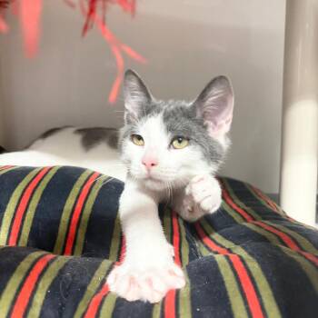 Spirit -  Domestic Short Hair Cat for Adoption in Puslinch, Ontario - Spirit | PetCurious