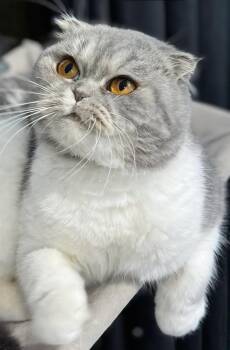 Scottish Fold Cats Available for Adoption in Snow Hill, Maryland - Angie | PetCurious