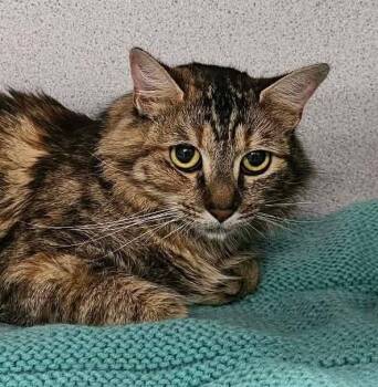 Kiwi -  Domestic Long Hair Cat for Adoption in Canon City, Colorado - Kiwi | PetCurious