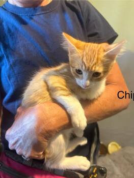 Rescue Tabby Cats for Adoption in Incline Village, Nevada - Chip | PetCurious