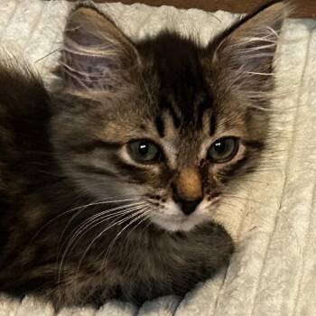 Peacock -  Domestic Long Hair Cat for Adoption in Chattanooga, Tennessee - Peacock | PetCurious