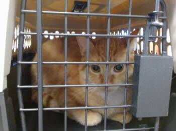 Domestic Short Hair Cats Available for Adoption in Oklahoma City, Oklahoma - CHEETO | PetCurious
