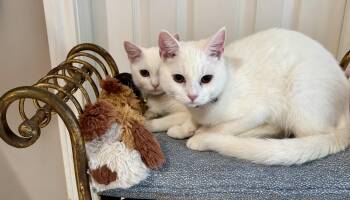 Sammy & Suzette - All White Beauties -  Domestic Medium Hair Cat for Adoption in Houston, Texas - Sammy & Suzette - All White Beauties | PetCurious