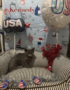Kennedy -  Domestic Short Hair and Russian Blue Cat for Adoption in Ben Avon, Pennsylvania - Kennedy | PetCurious