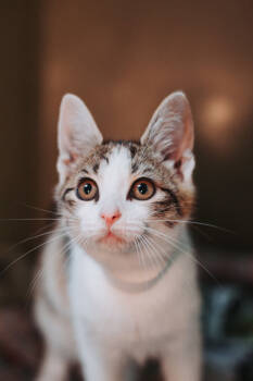 Rescue Domestic Short Hair Cats for Adoption in North Charleston, South Carolina - 88397a Pumpkin-PetSmart West Ashley | PetCurious