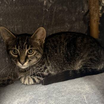 Jovie -  Domestic Short Hair Cat for Adoption in Mauston, Wisconsin - Jovie | PetCurious