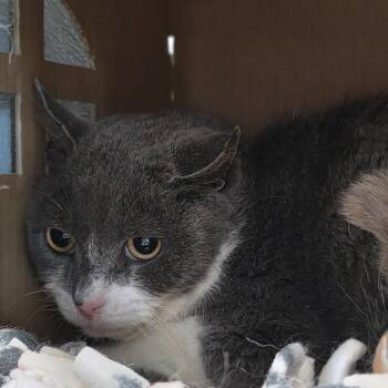 Domestic Short Hair Cats Available for Adoption - Zuul | PetCurious