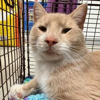 Domestic Short Hair Cats Available for Adoption in Des Moines, Iowa - Gusto | PetCurious