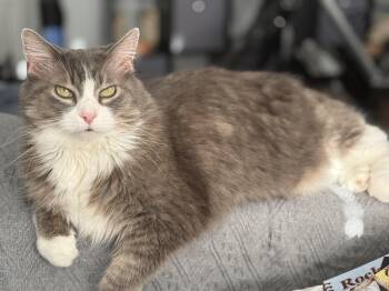 3D and Ms Kity -  Domestic Medium Hair Cat for Adoption in Blaine, Minnesota - 3D And Ms Kity | PetCurious