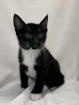 Domestic Short Hair and Tuxedo Cats Available for Adoption in Greensboro, North Carolina - Casey | PetCurious