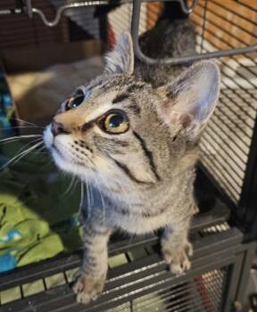 Disco Ball -  Domestic Short Hair Cat for Adoption in Lincoln Park, Michigan - Disco Ball | PetCurious
