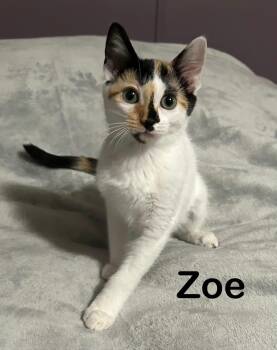 Zoe -  Calico Cat for Adoption in Wyandotte, Michigan - Zoe | PetCurious