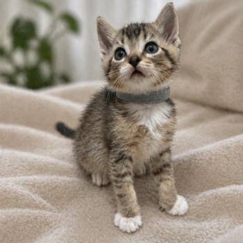 Domestic Short Hair Cats Available for Adoption in Inman, South Carolina - Fizz | PetCurious