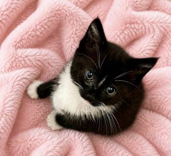 Domestic Medium Hair Cats Available for Adoption in Gainesville, Florida - Paris | PetCurious