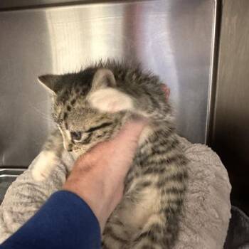 Betsy -  Domestic Short Hair Cat for Adoption in Wilmington, Delaware - Betsy | PetCurious