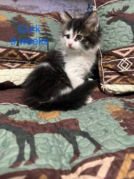 Cork -  Domestic Long Hair Cat for Adoption - Cork | PetCurious
