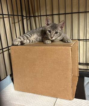 Quicksilver -  Domestic Short Hair Cat for Adoption in Cypress, California - Quicksilver | PetCurious
