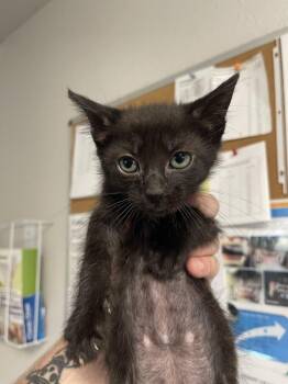 Gene -  Domestic Short Hair Cat for Adoption in Bolivar, Missouri - Gene | PetCurious