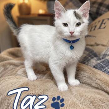 Taz -  Turkish Van and Domestic Medium Hair Cat for Adoption in Inman, South Carolina - Taz | PetCurious