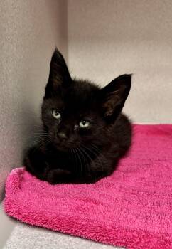 -Brady -  Domestic Short Hair Cat for Adoption in Red Bluff, California - -Brady | PetCurious