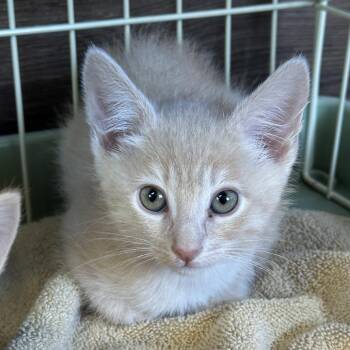 American Shorthair Cats Available for Adoption in Yucaipa, California - Ponyboy | PetCurious