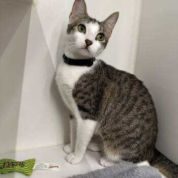Dainty -  Domestic Short Hair Cat for Adoption in Corpus Christi, Texas - Dainty | PetCurious