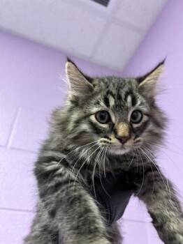Rescue Domestic Long Hair Cats for Adoption in El Paso, Texas - John Lennon | PetCurious