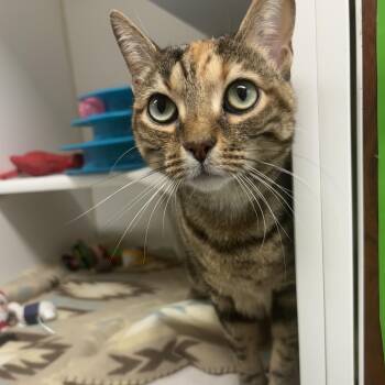 Kandi -  Domestic Short Hair Cat for Adoption in Reisterstown, Maryland - Kandi | PetCurious