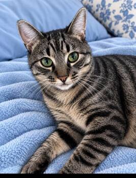 Ludwig -  Tabby Cat for Adoption in Los Angeles, California - Ludwig | PetCurious